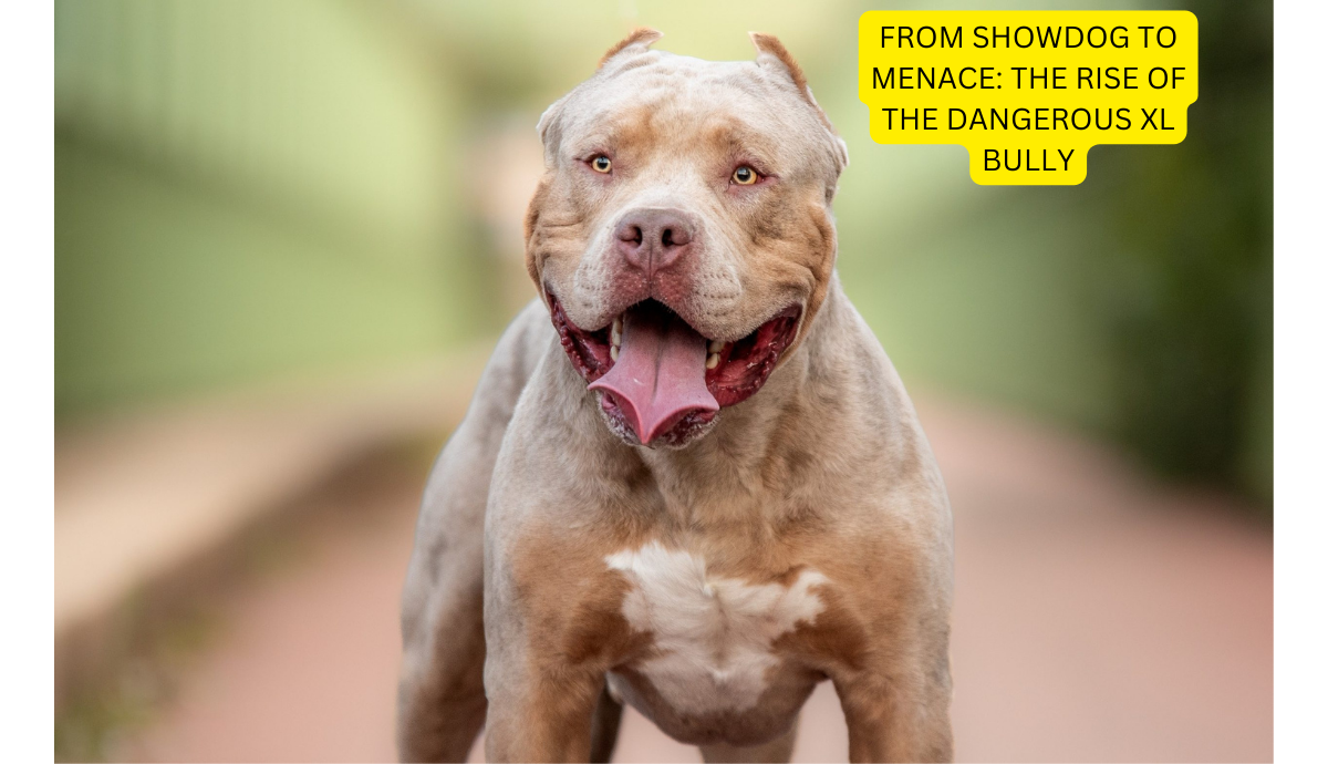 FROM SHOWDOG TO MENACE THE RISE OF THE DANGEROUS XL BULLY