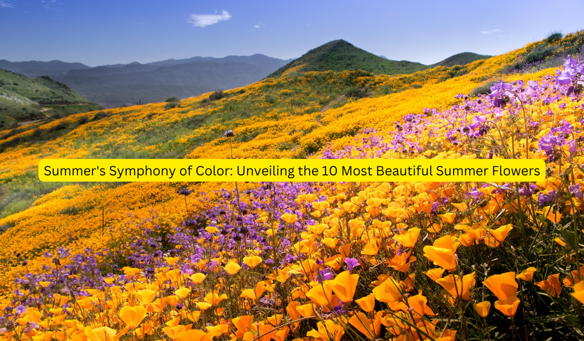 Summer's Symphony of Color: Unveiling the 10 Most Beautiful Summer Flowers