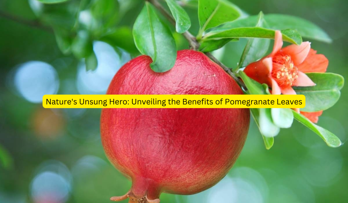 Nature's Unsung Hero Unveiling the Benefits of Pomegranate Leaves