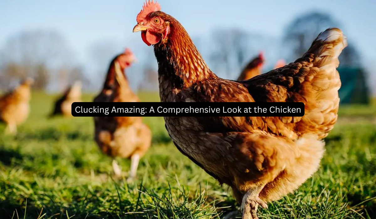 Clucking Amazing A Comprehensive Look at the Chicken